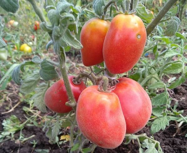 Бархатистые плоды с отменным вкусом — томат мохнатый шмель: полное описание сорта