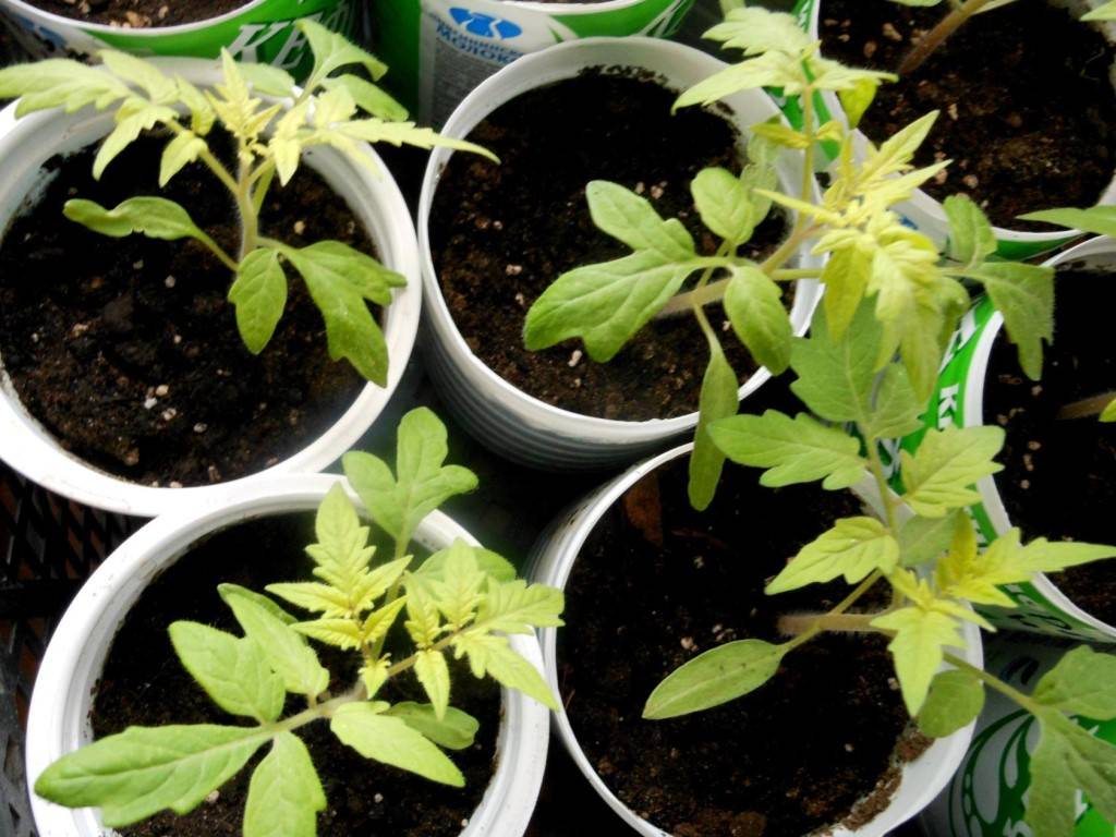 Почему желтеют и сохнут листья у помидоров: основные причины, чем подкормить