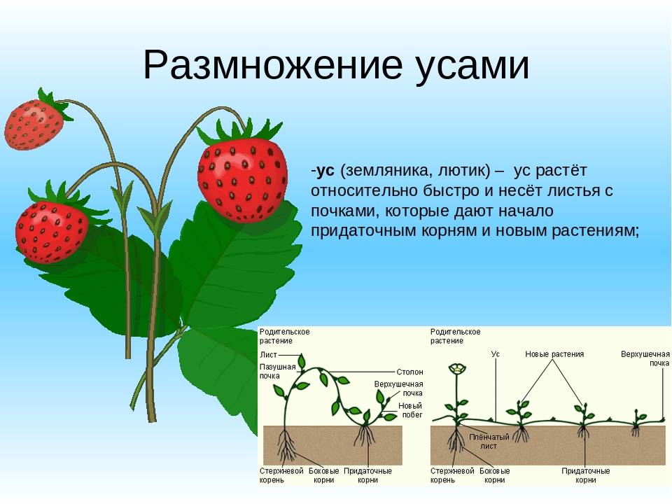 Вьющаяся клубника: описание, отзывы, выращивание и уход