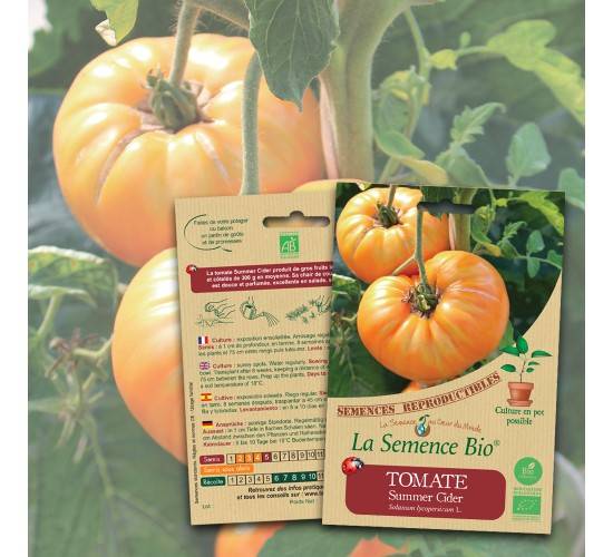Томаты: помидорный справочник по выращиванию