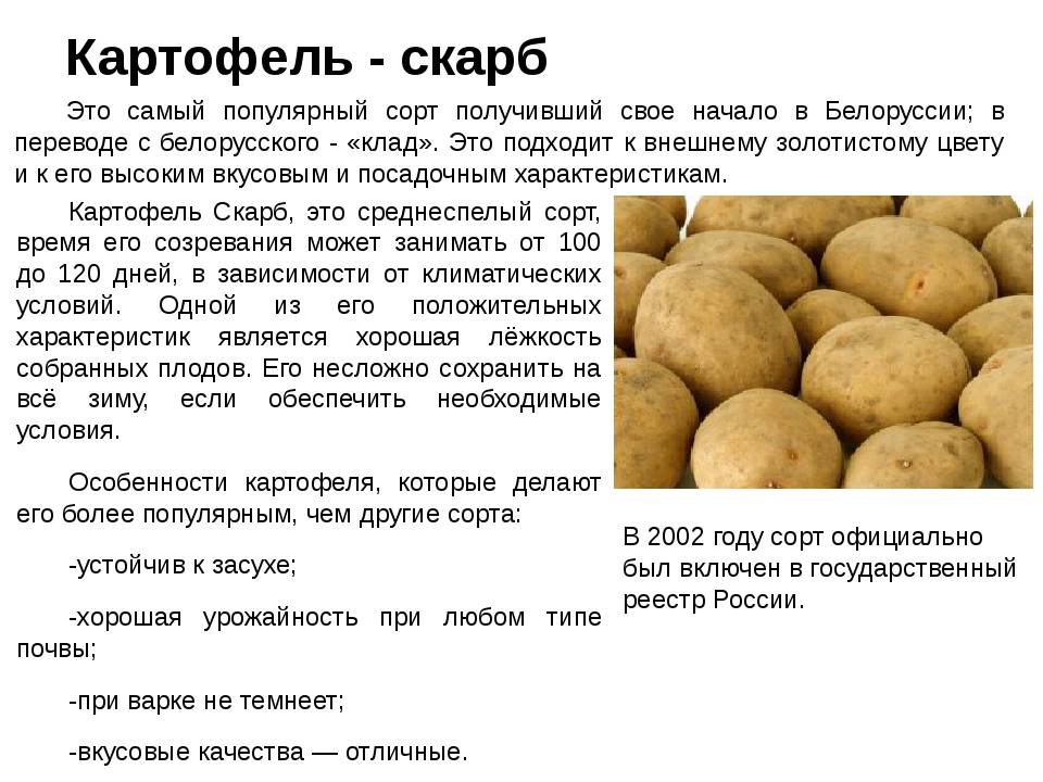Сорт картофеля рябинушка характеристика отзывы фото