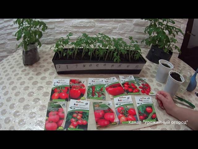 Посев томатов на рассаду видео | мой сад и огород