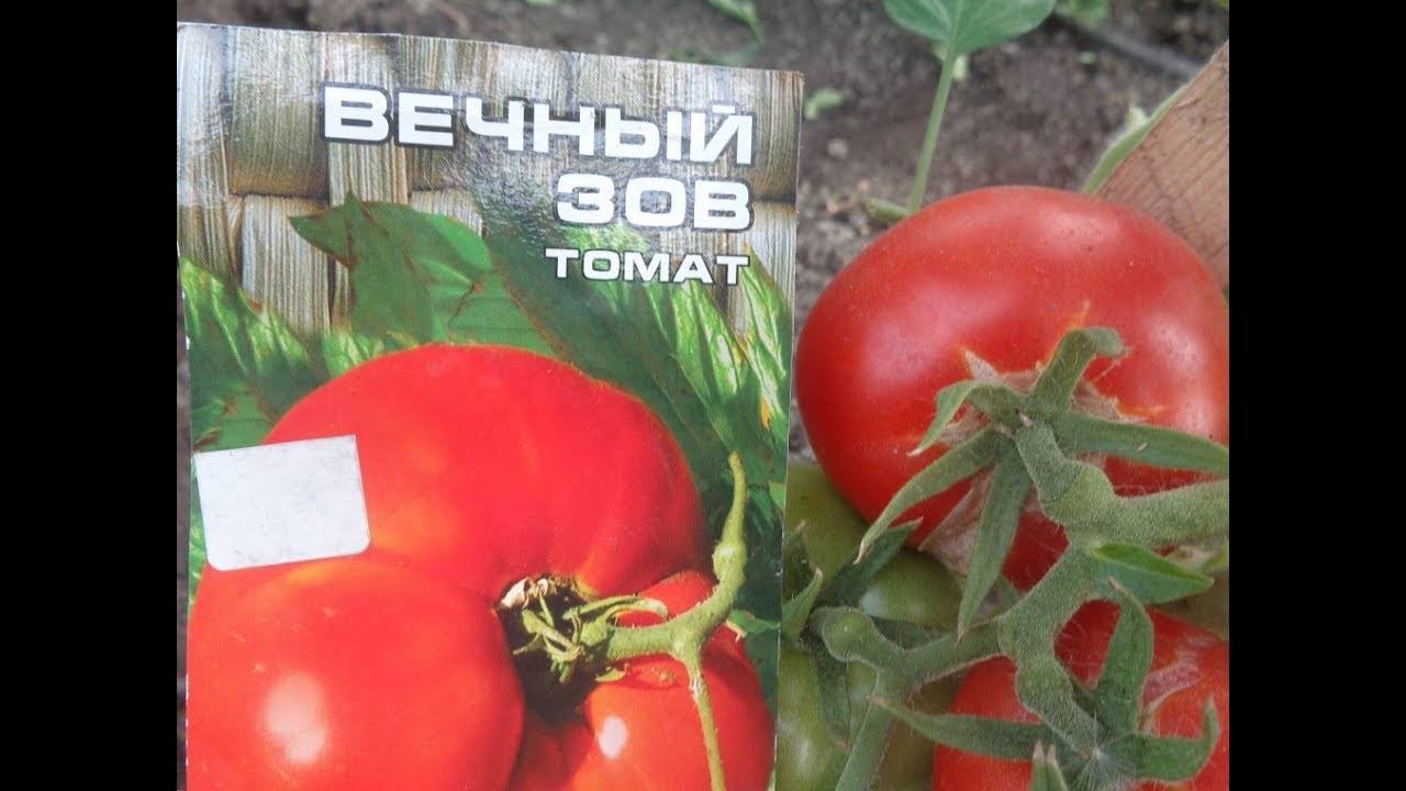 Сорт для салатов и закусок — томат вечный зов: описание помидоров и советы по выращиванию