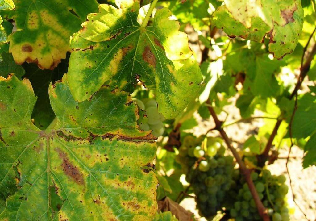Хлороз винограда, лечение инфекционного хлороза у винограда