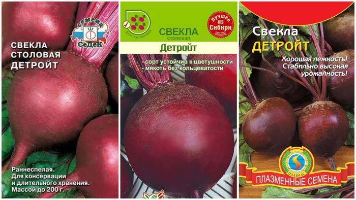 Высокоурожайная свёкла детройт: описание сорта и рекомендации по выращиванию