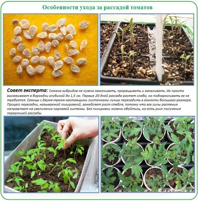 Как растет фасоль: правила посадки и ухода, выращивание семенами в открытом грунте и теплице