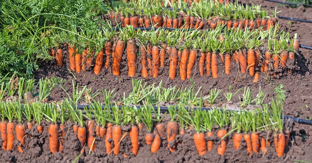 Выращивание моркови в открытом грунте: технология, секреты, видео