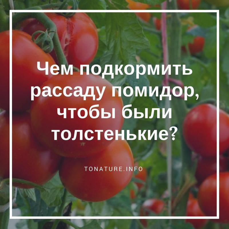 Чем подкормить рассаду помидор чтобы были толстенькие: сроки и схема