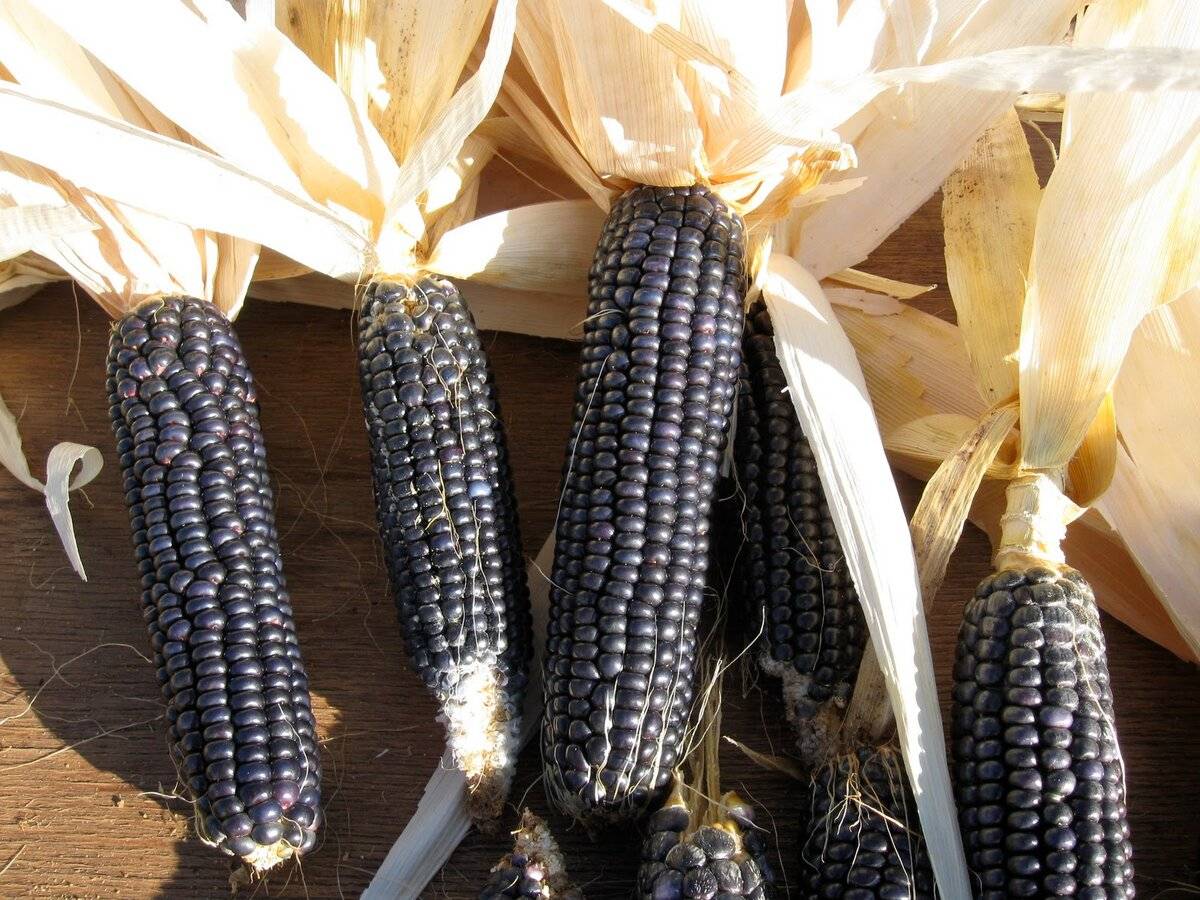Кукуруза - 76 фото как вырастить здоровую и сладкую кукурузу