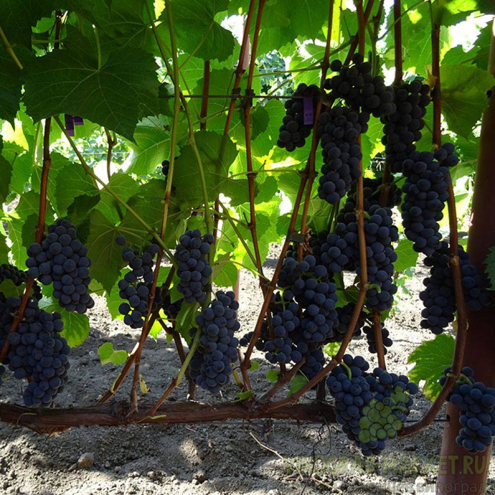 Виноград вэлиант: описание сорта, фото, отзывы, характеристики и особенности выращивания