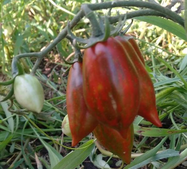 Томат монисто изумрудное: отзывы тех кто сажал помидоры об их урожайности, характеристика и описание сорта, фото семян