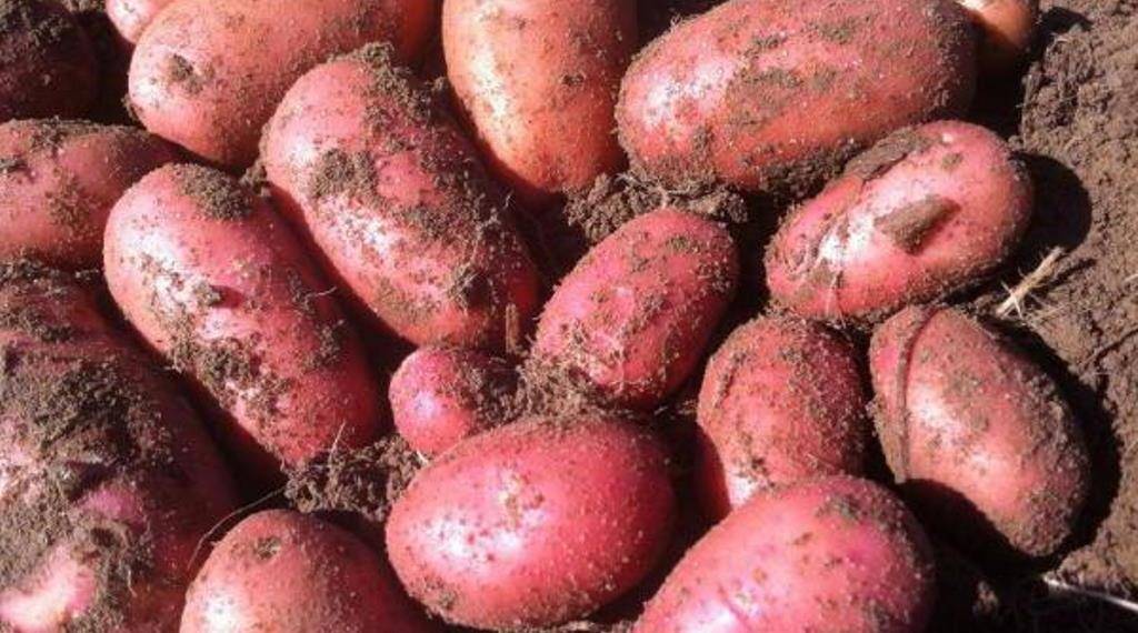 Картофель рябинушка: характеристика сорта, отзывы, особенности посадки и ухода. как правильно сажать картофель
