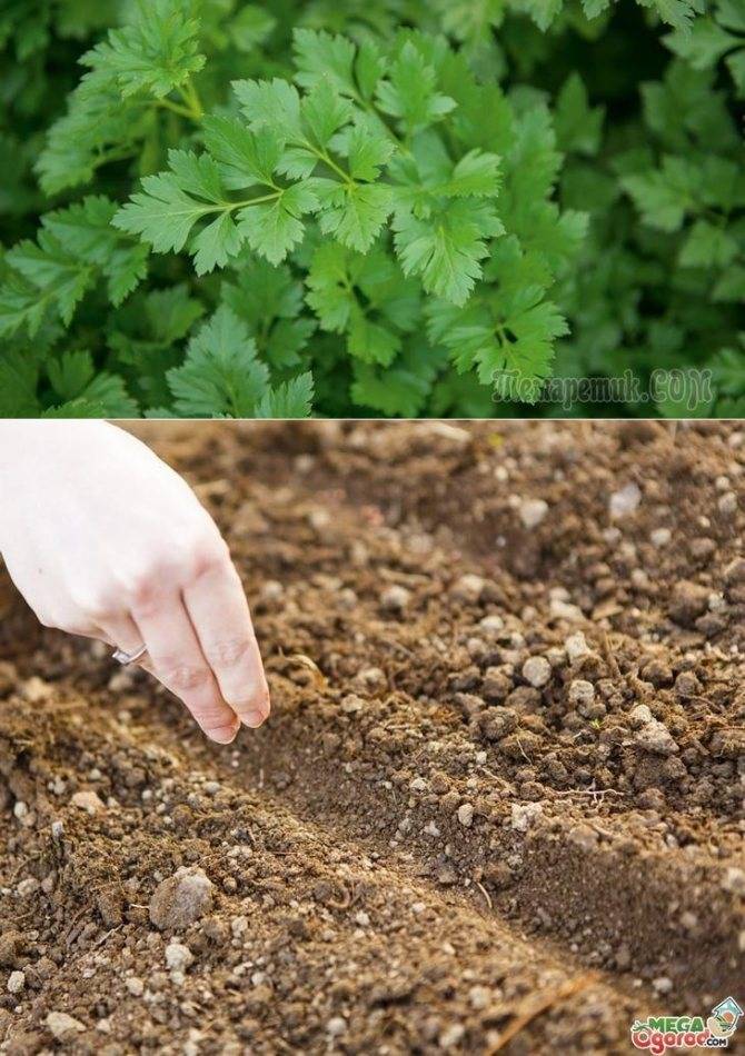 Как сажать кинзу семенами в открытом грунте летом или весной, как растет кориандр