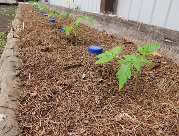 Мульчирование почвы скошенной травой: как сделать мульчу своими руками и правильно применять для томатов, огурцов, клубники и иного в теплице и открытом грунте