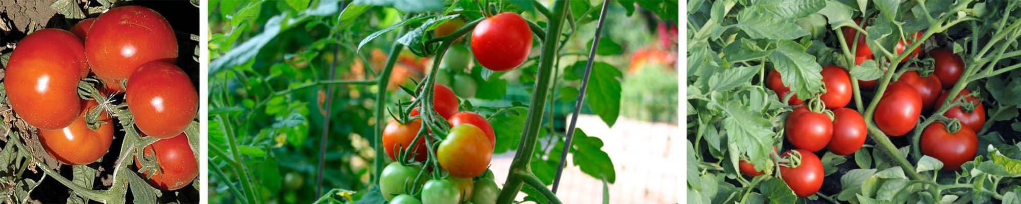 Описание и характеристики томатов анюта, урожайность и выращивание