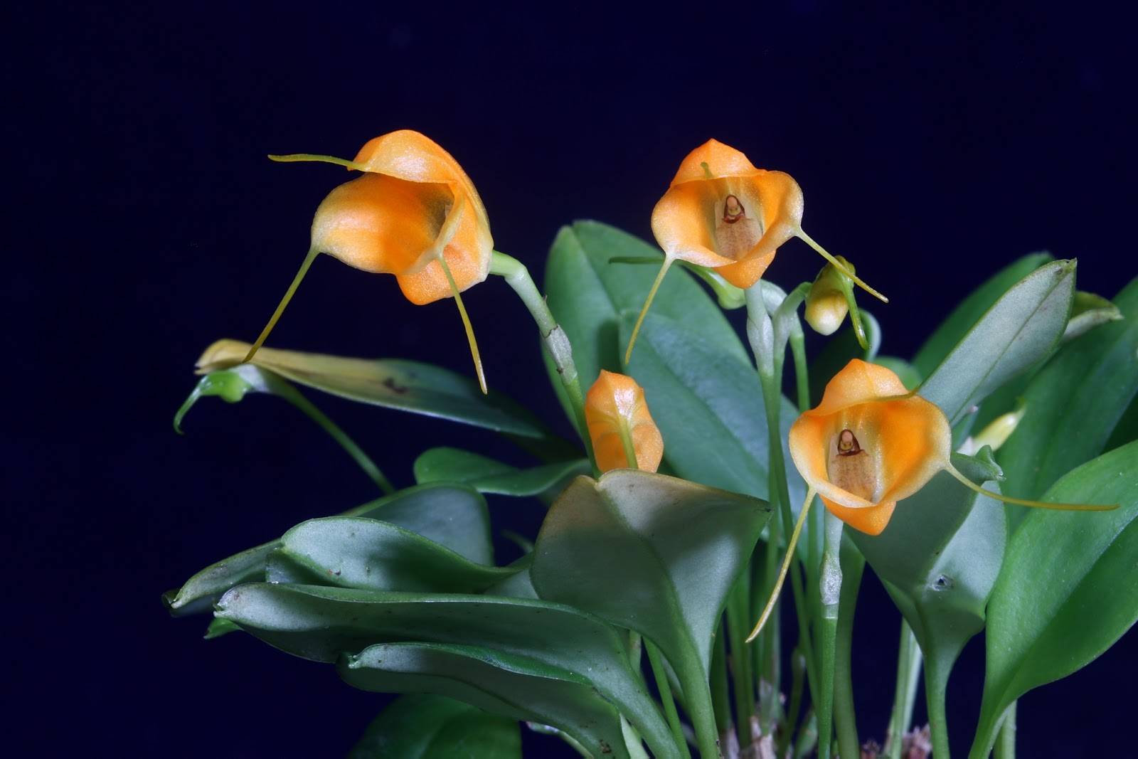 Сорта орхидей: мильтассия, масдеваллия, макодес, моника, фото и видео