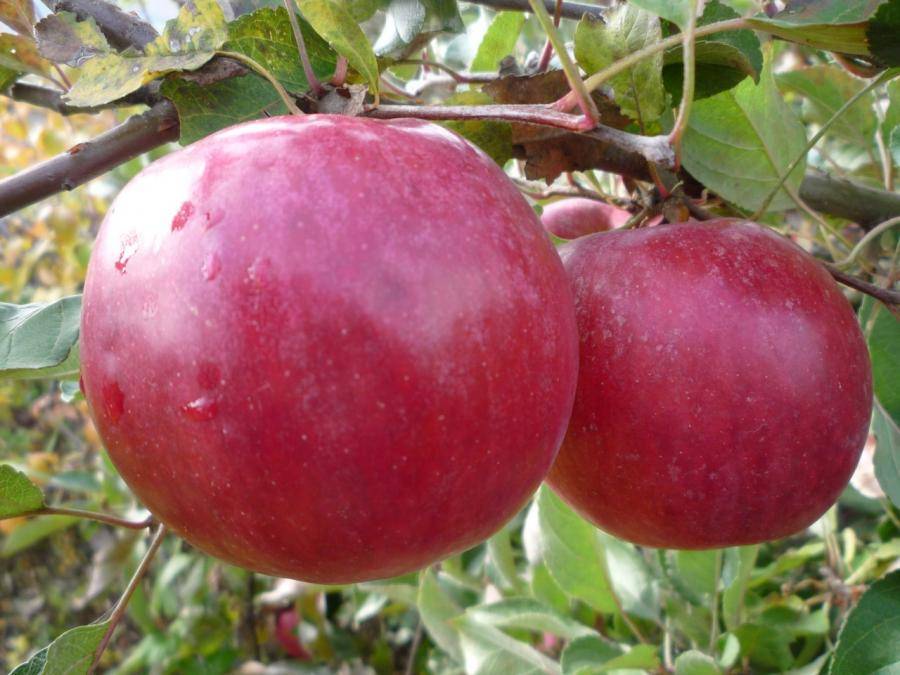 Яблоки джонаголд: описание, фото, отзывы