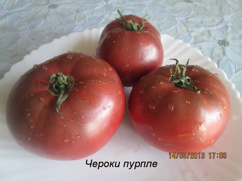 Описание сорта томата чероки, его характеристика и урожайность