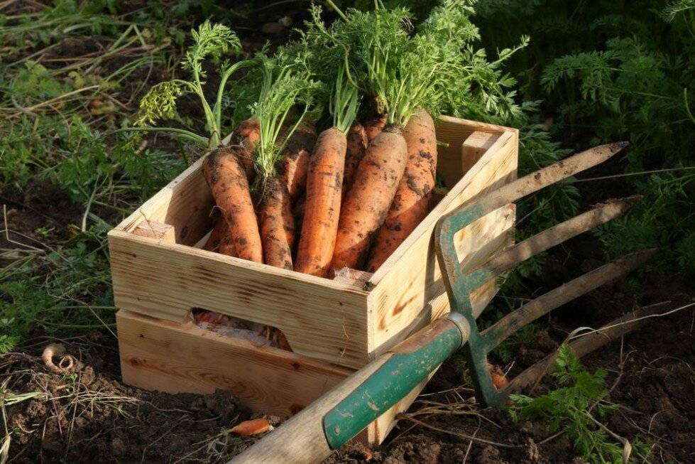 Морковь: посадка и уход, выращивание из семян в открытом грунте, уборка, хранение, фото