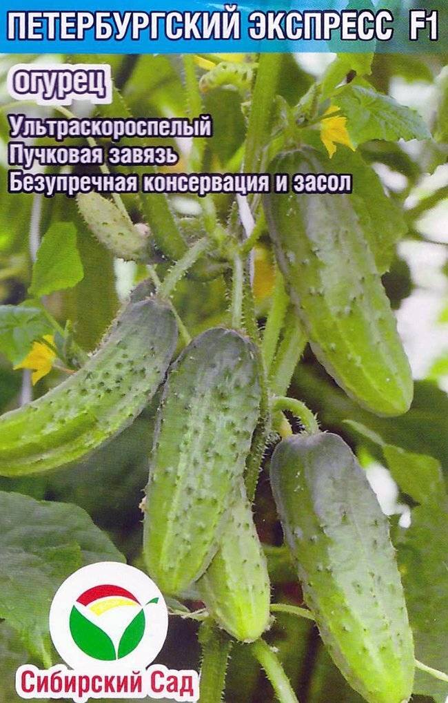 Огурец петербургский экспресс f1: описание сорта и выращивание с фото