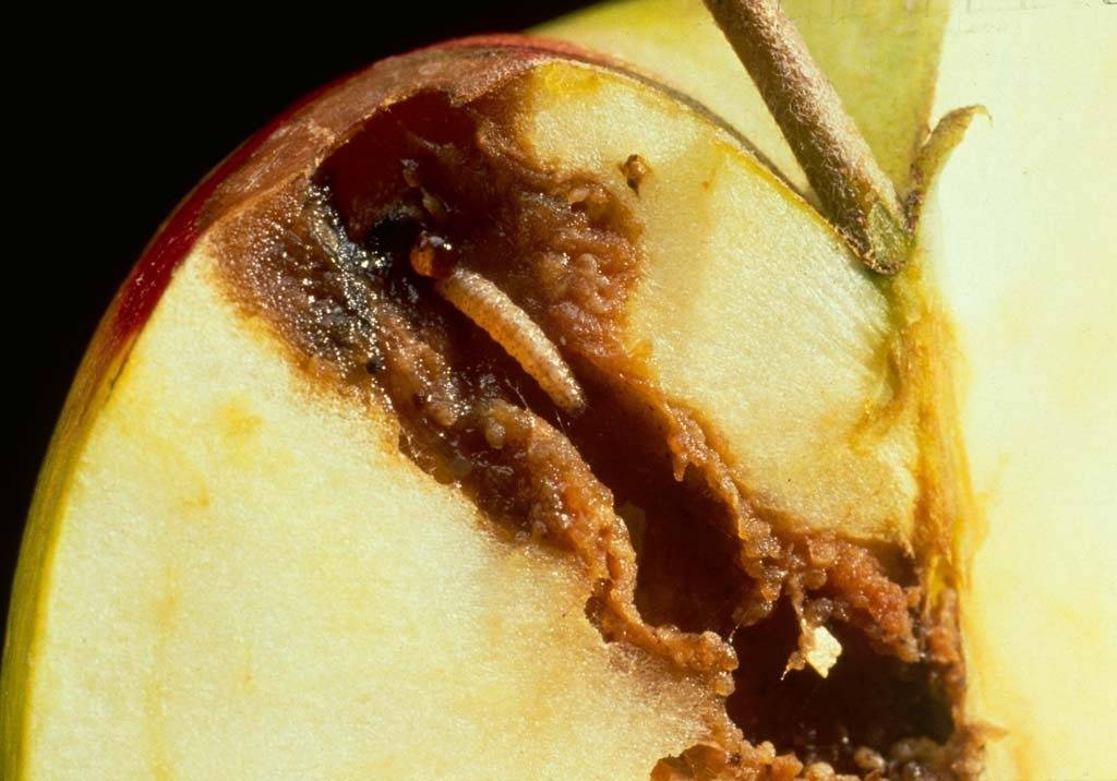Борьба с плодожоркой на яблоне народными средствами
