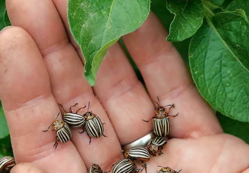 Злейшие враги колорадского жука: птицы и насекомые