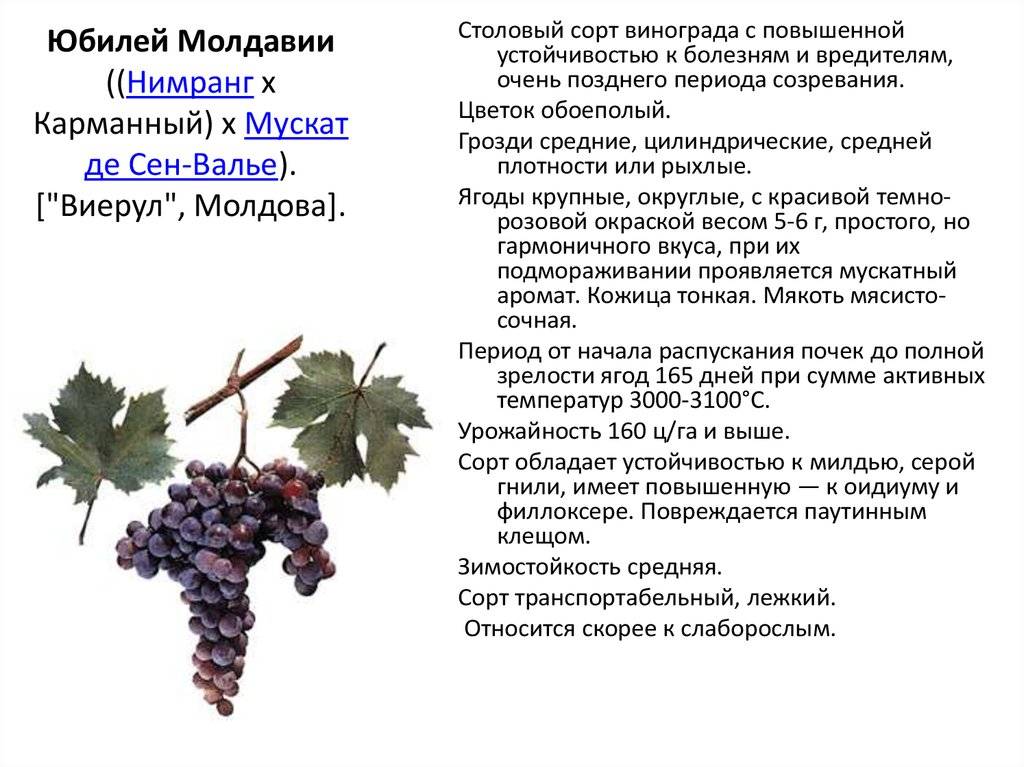 Сорт винограда шардоне - особенности сорта, правила выращивания