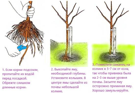 Правила выращивания абрикос в Подмосковье, посадка и уход для открытого грунта