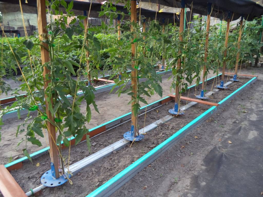 Капельный полив для помидоров в теплице: как часто и правильно проводить