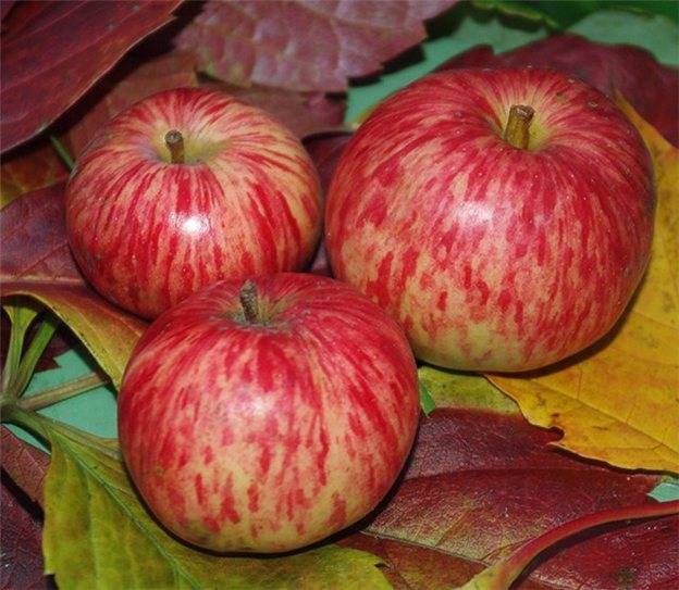 Яблоня коричное полосатое: посадка, уход и урожайность