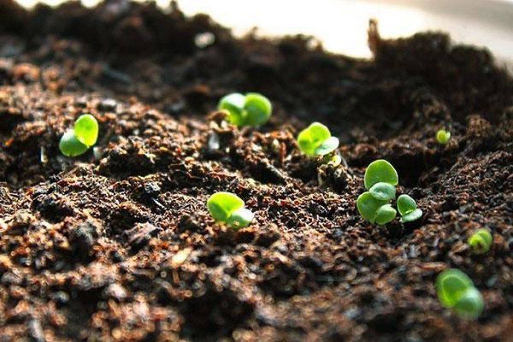 Когда сеять базилик на рассаду в 2020 году: сроки посева и уход