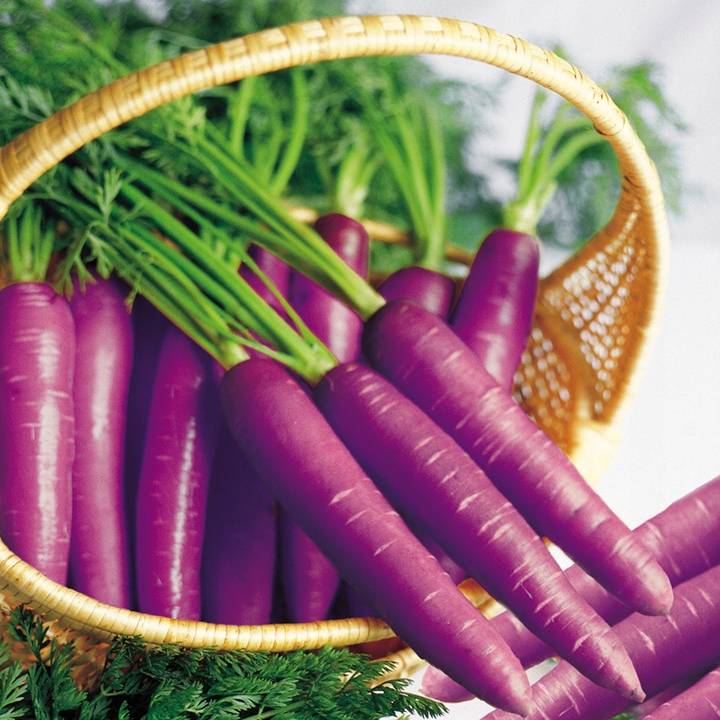 Фиолетовая морковь: полезные свойства в сравнении с другими сортами