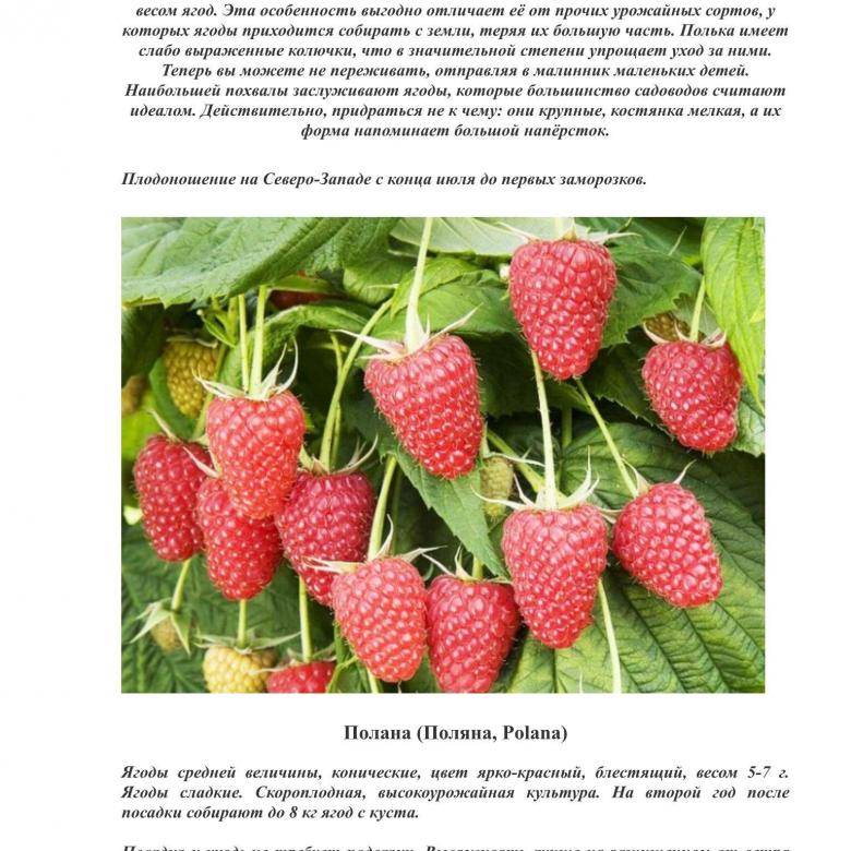 ✅ малина патриция: описание сорта, преимущества и недостатки, урожайность, фото, отзывы - tehnoyug.com