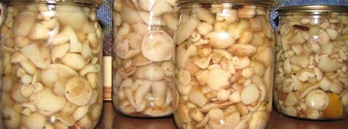 Как солить белые грибы? рецепты соленых белых грибов