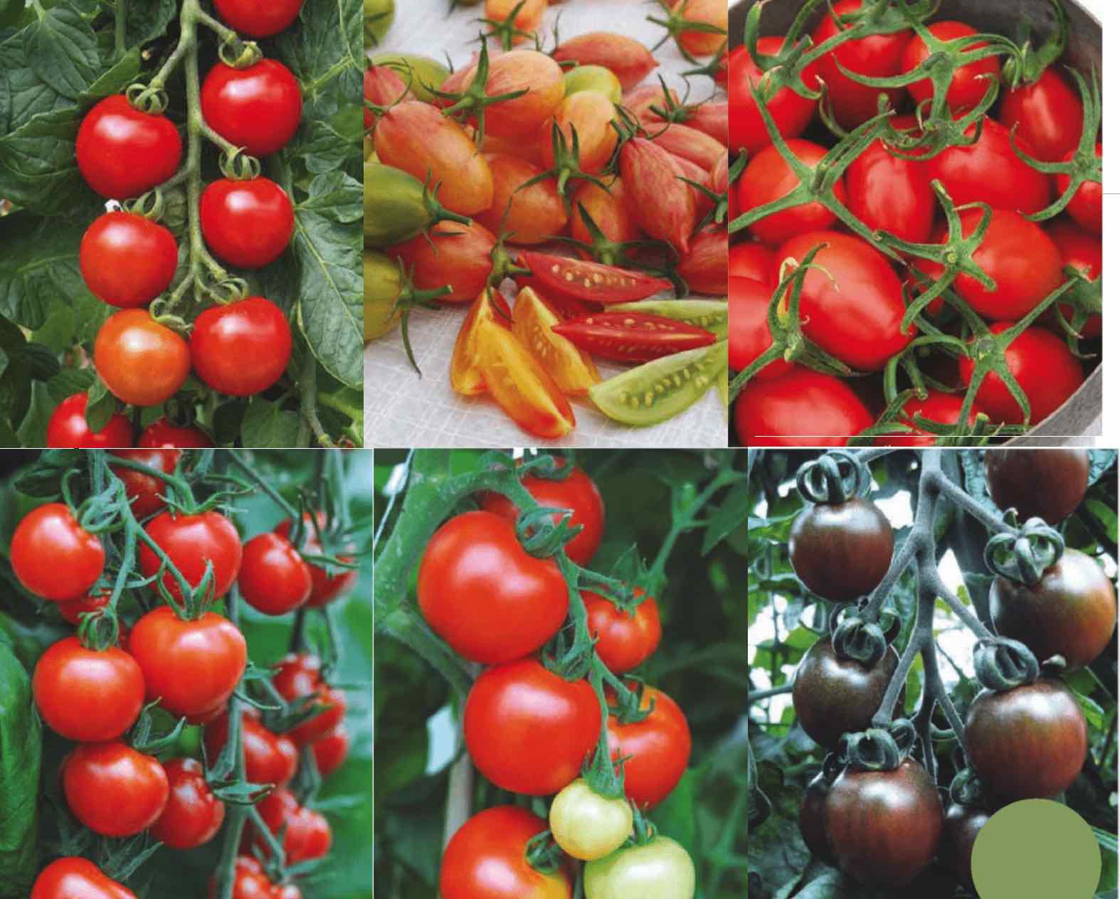 Суперранние сорта томатов для теплиц