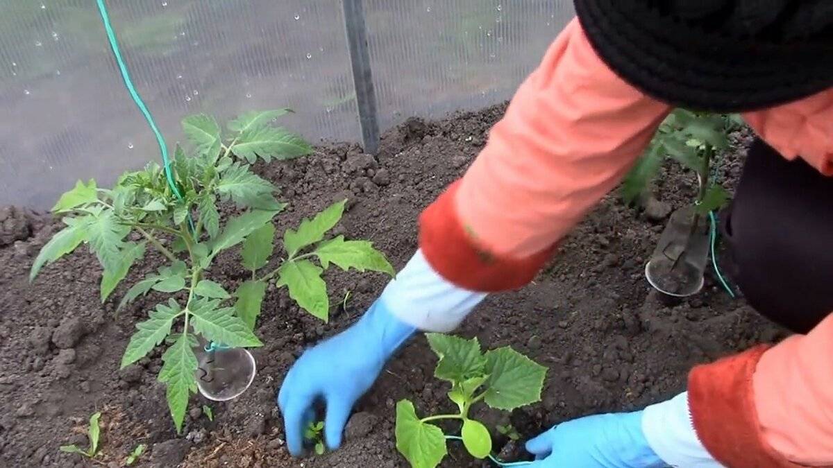 Подкормка арбузов в открытом грунте: виды удобрений, советы