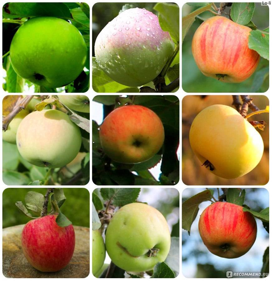 Название яблонь с фото и описанием. Сорта яблок. Разные сорта яблок. Сорта яблок названия. Разные сорта яблок название.