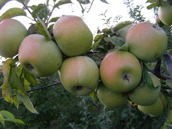 Семеренко: яблоки и яблони