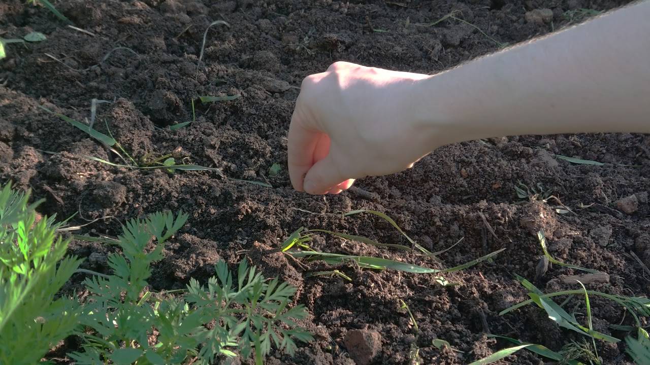 Как вырастить зеленый жирный укроп: все о сортах, выращивании, заготовке + мастер-класс по посеву