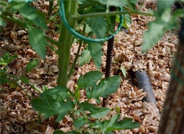 Опилки как удобрение и мульчирование почвы, использование и приготовление компоста