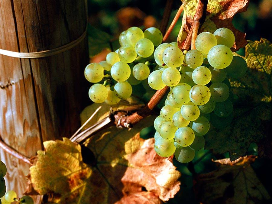 Особенности белого сорта винограда рислинг