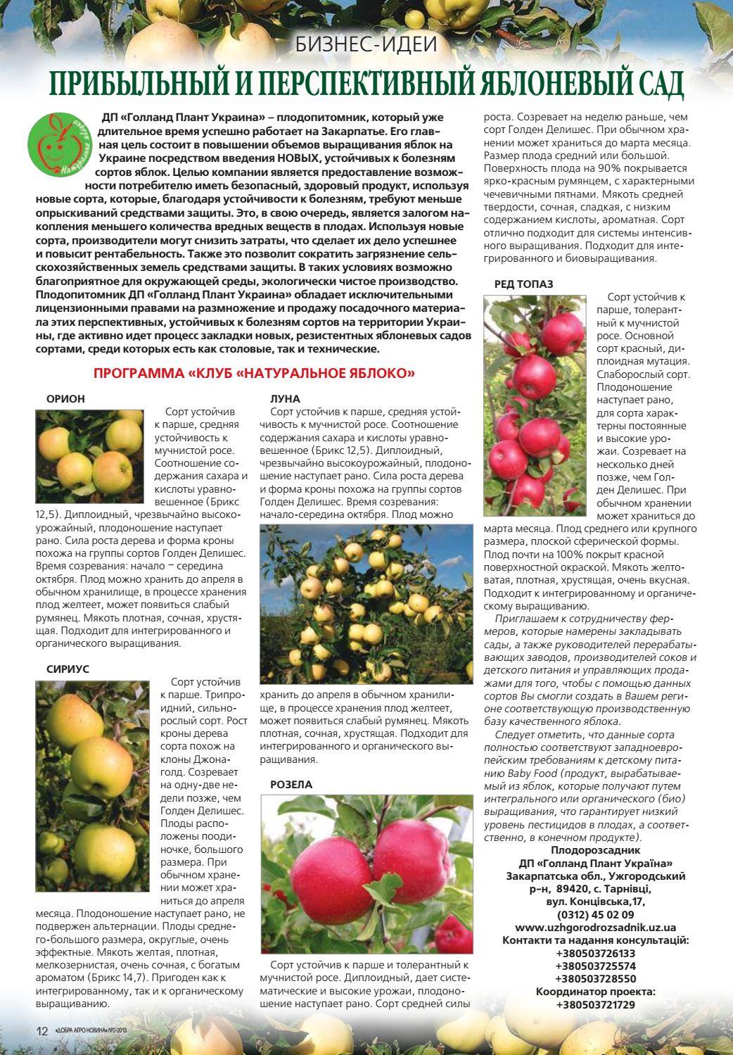 Яблоня ауксис: отзывы, описание, фото﻿