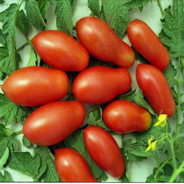 Томат московский деликатес золотой: характеристика и описание сорта, отзывы об урожайности помидоров