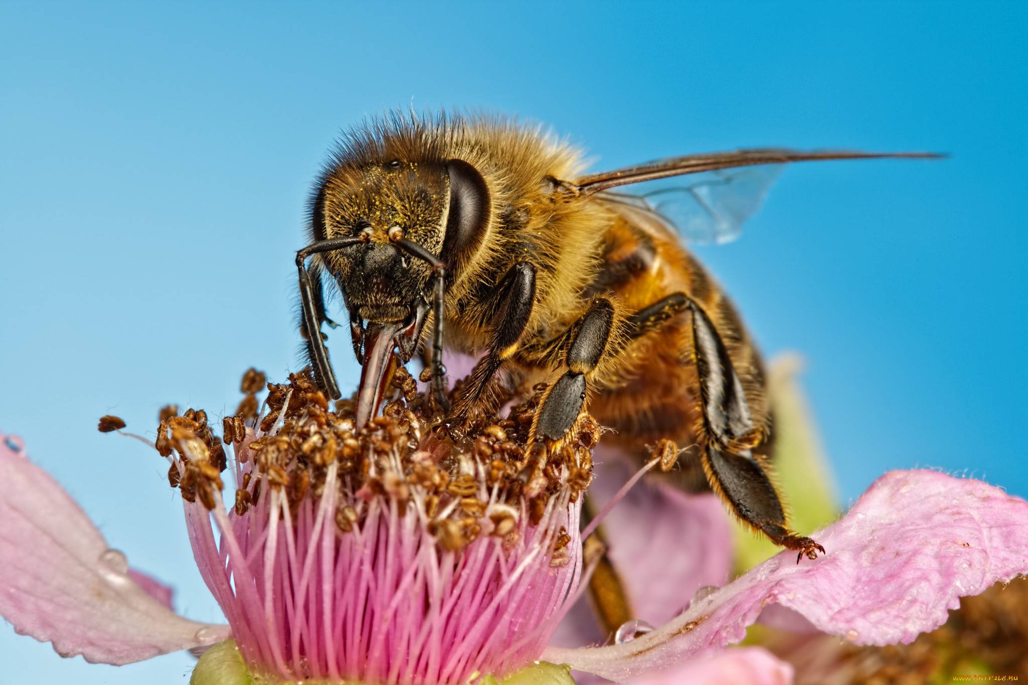 Время нектара. Тулупчатый Шмель. Гималайская медоносная пчела. Оса пчела Шмель. Хоботок шмеля.