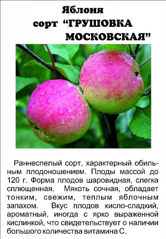 Яблоня грушовка ранняя описание фото отзывы - дневник садовода semena-zdes.ru