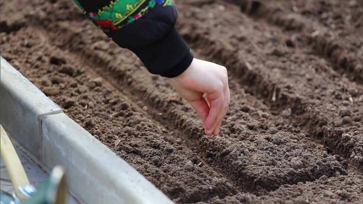 Можно ли сеять базилик под зиму: как сажать и ухаживать
