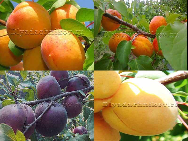 10 лучших сортов абрикосов