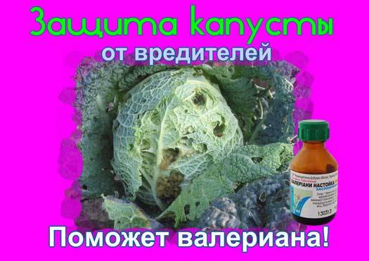 Валерьянка для капусты от вредителей