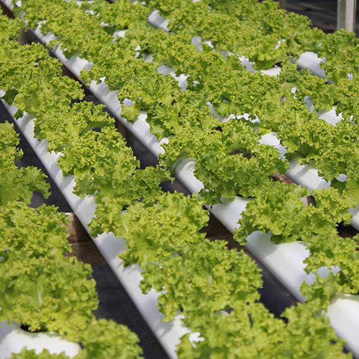 Выращивание зелени на гидропонике в домашних условиях: достоинства, оборудование, приготовление питательного раствора, технология, правила ухода