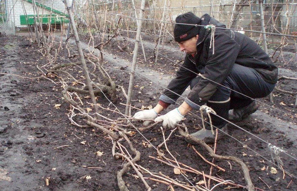 Укрытие винограда на зиму: личный опыт олены непомнящей